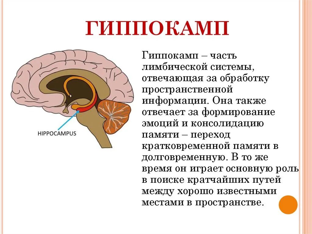 Повреждение гиппокампа. Таламус и гиппокамп. Гиппокамп головного мозга функции. Гиппокамп аммонов Рог. Гиппокамп и таламус лимбическая система.