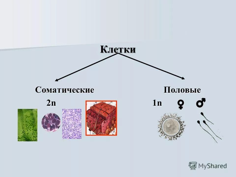 соматические клетки и половые клетки. соматические и половые клетки. особенности соматических клеток. соматическая клетка это диплоидный и гаплоидный набор. типы клеток соматические.