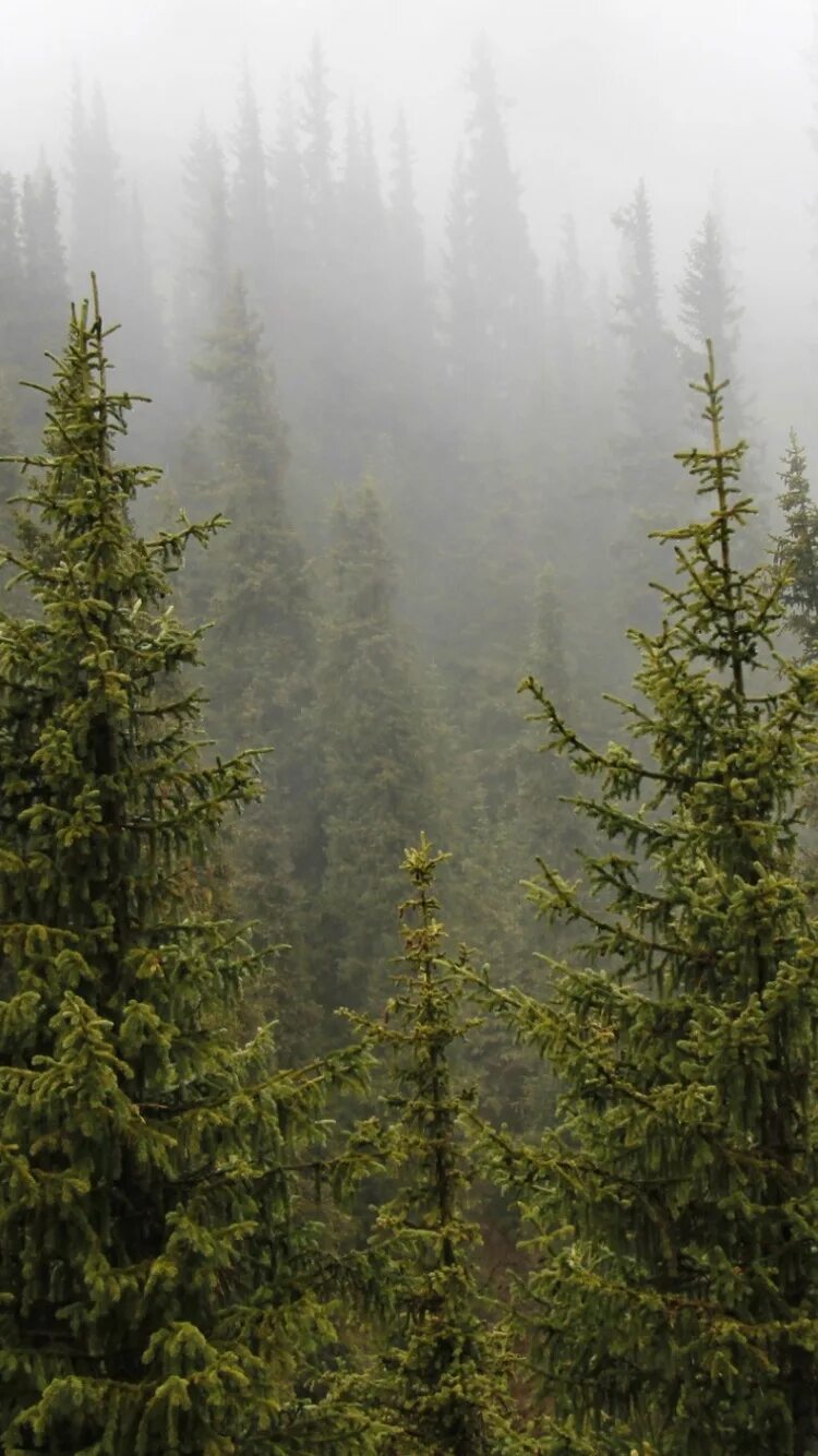 Густой хвойный. Пихтовый лес Орегон. Воронец еловый лес. Густой хвойный лес.