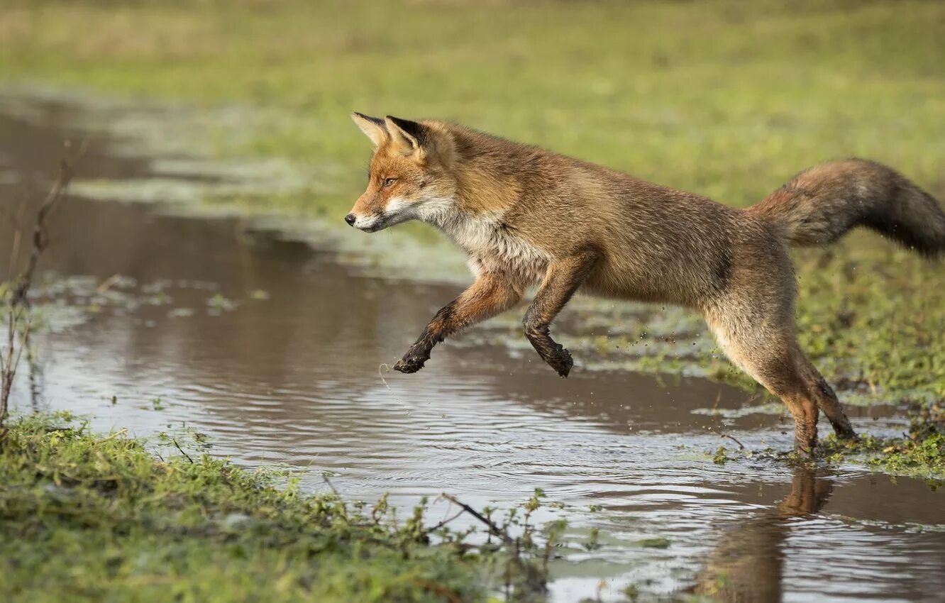 Seduce a fox