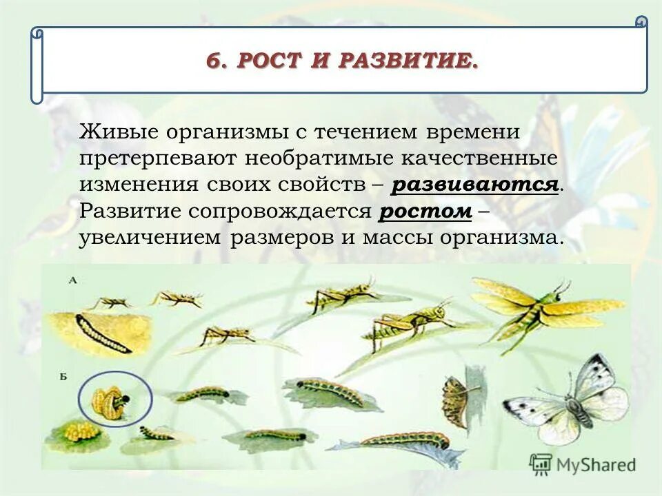 Конспект рост и развитие животных 8 класс. Развитие живых организмов. Развитие живых организмов э. Пример развития живого организма. Рост живых организмов.