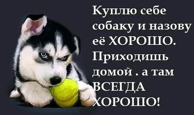 Придешь домой там. Назову собаку хорошо. Куплю себе собаку назову ее хорошо. Куплю собаку назову ее хорошо. Заведу себе собаку.