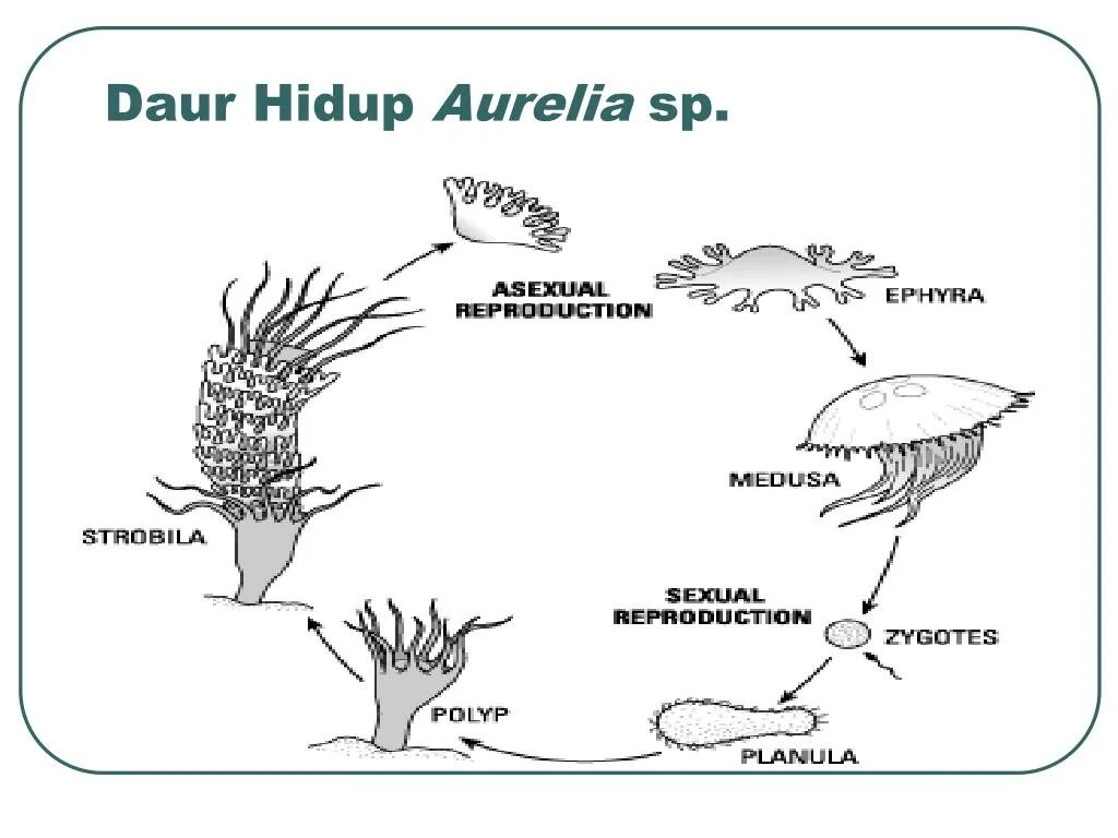 Aurelia Aurita медуза строение. Жизненный цикл медузы Аурелии. Жизненный цикл медузы Аурелии схема.