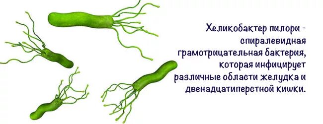 Причины появления бактерий в желудке