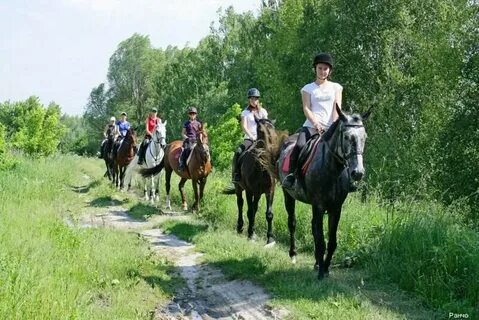 Фото конских