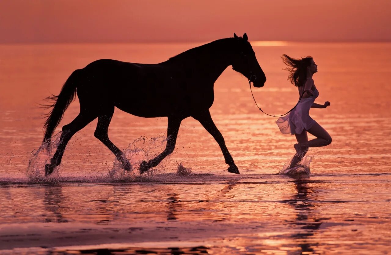 Фотосессия с лошадьми. Лошадь бежит. Лошади на закате. Лошадь на берегу моря.