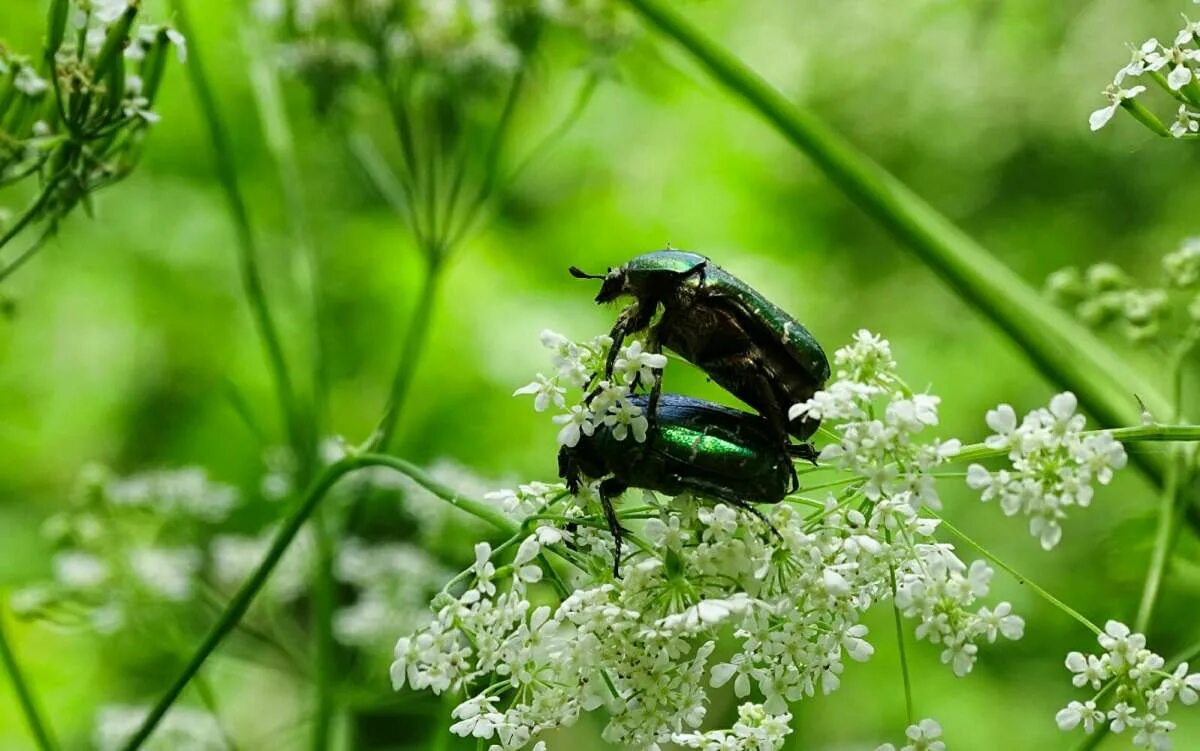 Настоящая жизнь жука. Жизнь Жуков. Жизнь Жуков в природе. Жизнь Жуков картинки.