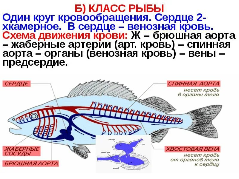 Класс рыбы круги кровообращения. Кровеносная система костных рыб. Кровеносная система костных рыб схема. Круг кровообращения у рыб. Кровеносная система костистых рыб.