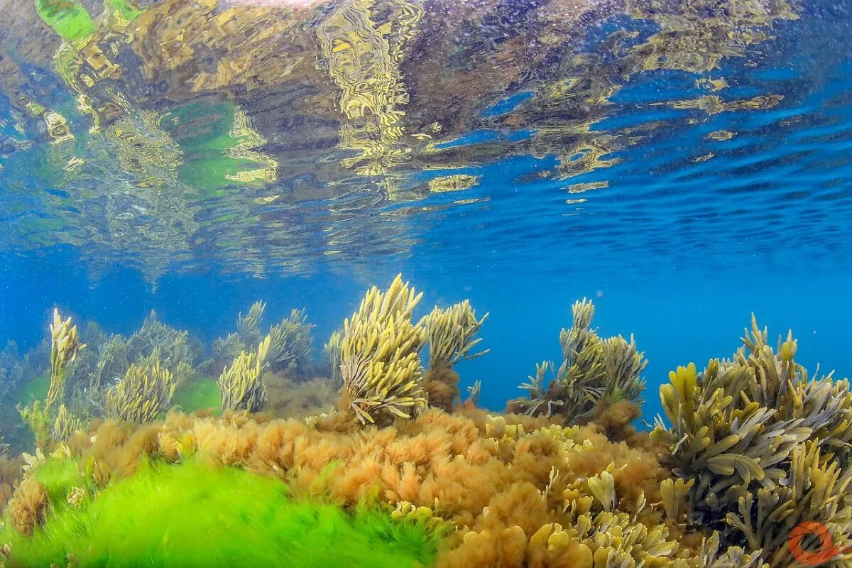 Морской мир россии. Ламинария Баренцева моря. Водоросли фукус Баренцева моря. Дно Баренцева моря.