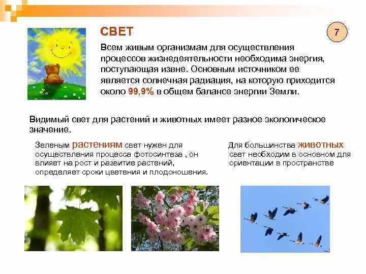 Роль света для организмов. Влияние солнечного света на живые организмы. Влияние света на растения и животных. Роль света в жизни организмов.