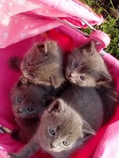 Подольск бесплатные котята