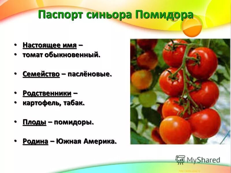Период вегетации у томатов что это. Помидор какое число. Томат это ягода или овощ. Помидоров или. Томат это ягода или овощ.