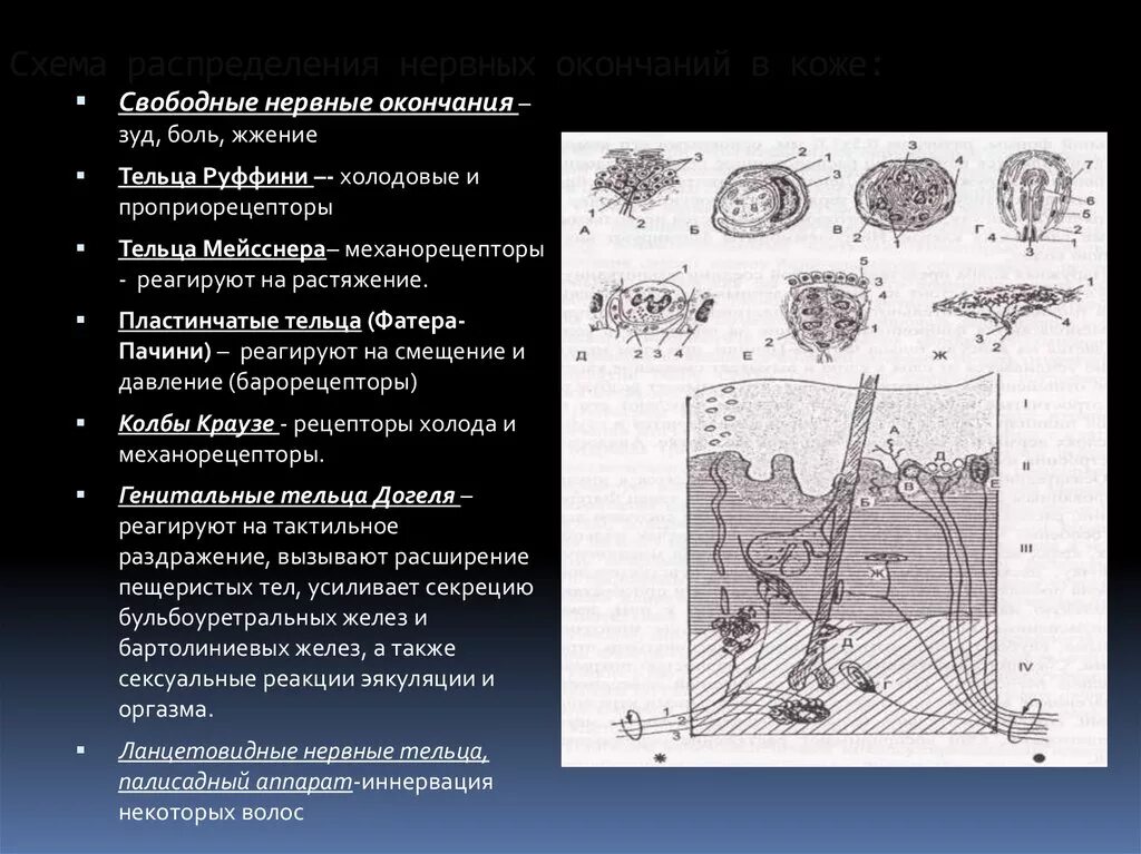 Иннервация кожи тельца Меркеля Мейснера Фаттера-Пачини. Тельца Гольджи Маццони. Свободные нервные окончания кожи. Механорецепторы кожи.