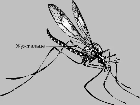 Почему мухи жужжат. Жужжальца у двукрылых. Жужжальца у двукрылых насекомых это. Жужжальца мухи. Жужжальца комаров.