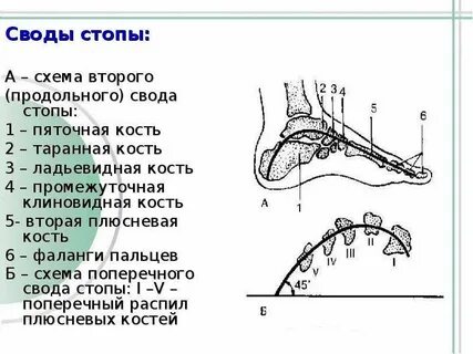 Отделы стопы своды стопы