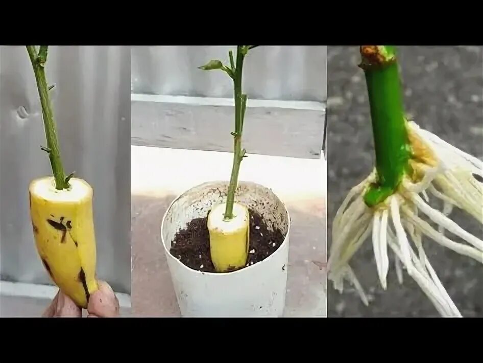 Как прорастить букет