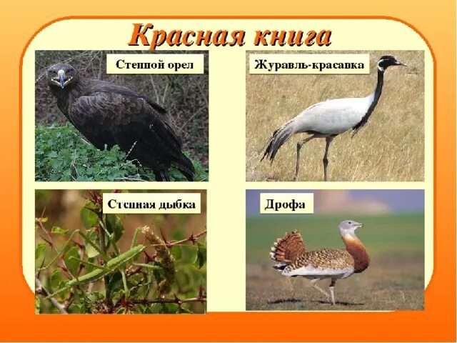 Книга животные степей