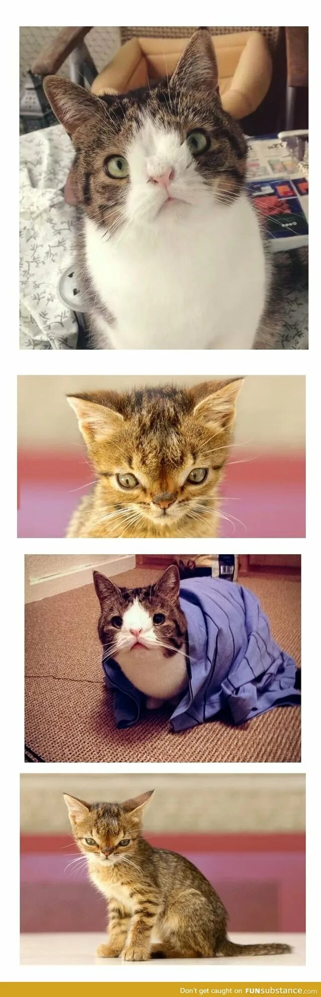 Раньше был кот. Кот даун. кошка с синдромом дауна. feline down syndrome. как я выглядел котиком.