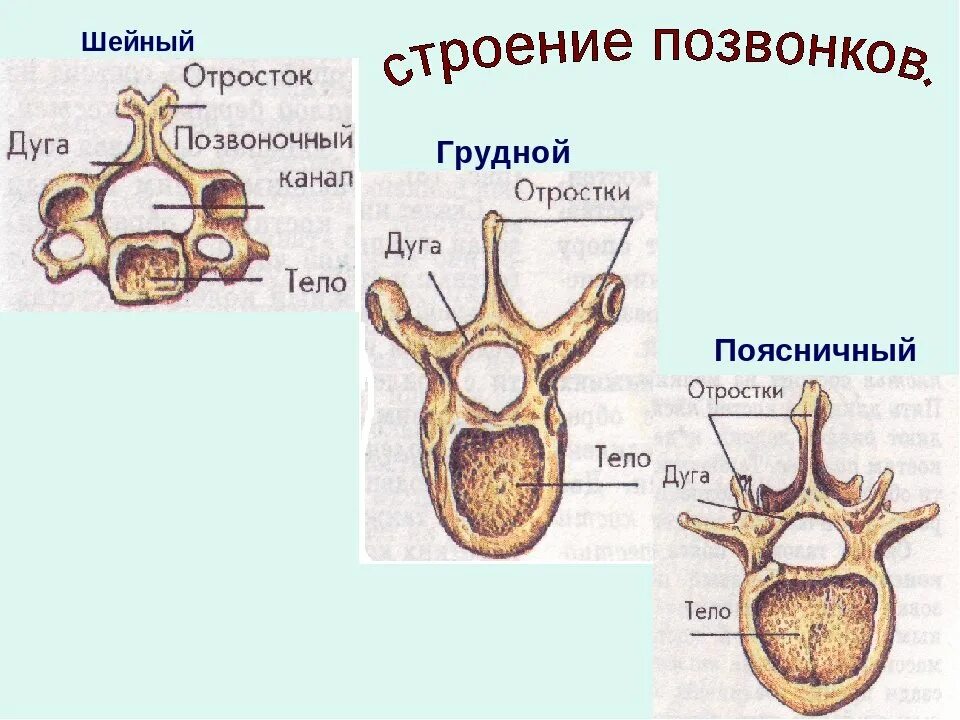 Позвонок строение. Строение позвонка млекопитающего. Шейный грудной поясничный. Шейный грудной и поясничный позвонки. Тип строения позвонков у млекопитающих.