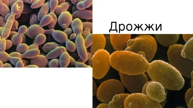 Zygosaccharomyces - Википедия