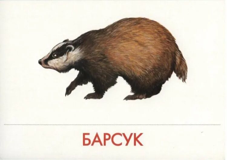 Барсук энциклопедия для детей 3 класса. Загадка про барсука. Барсук на белом фоне. Буква барсук. Барсук кавказский заповедник.