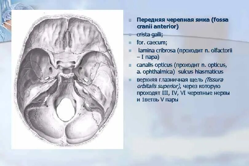 Сообщения передней черепной ямки. Передняя черепная ямка (fossa cranii anterior). границы передней черепной ямки. передняя и средняя черепные ямки. границы черепных ямок.