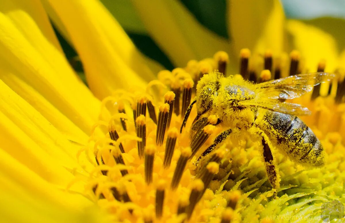 растения имеющие пыльцу. нектар пыльца опыление опылители. пыльца тополя. растения имеющие пыльцу. орешник цветение пыльца.