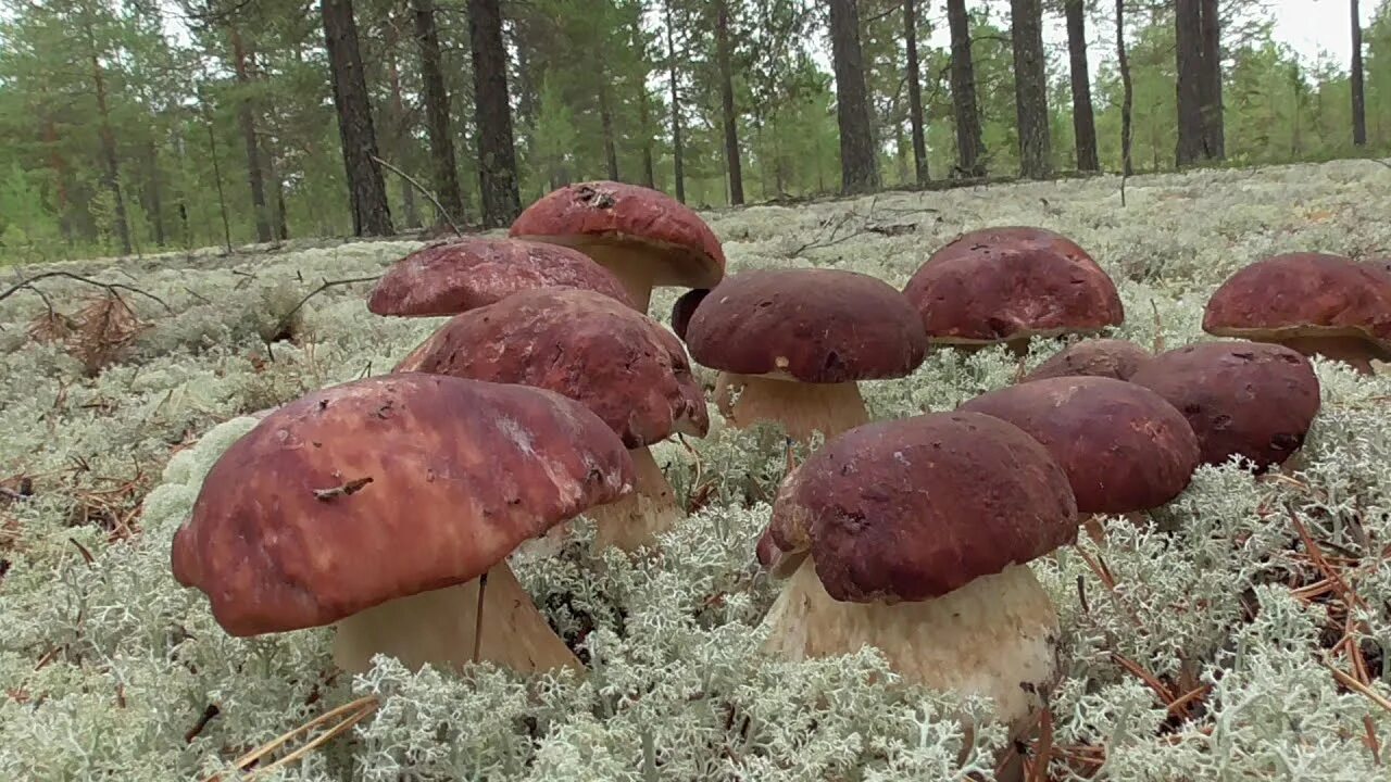 Много боровиков фото. Паутинник слизистый cortinarius mucosus. Грибы по сибирски. Белые грибы на беломошнике. Сибирские грибы.