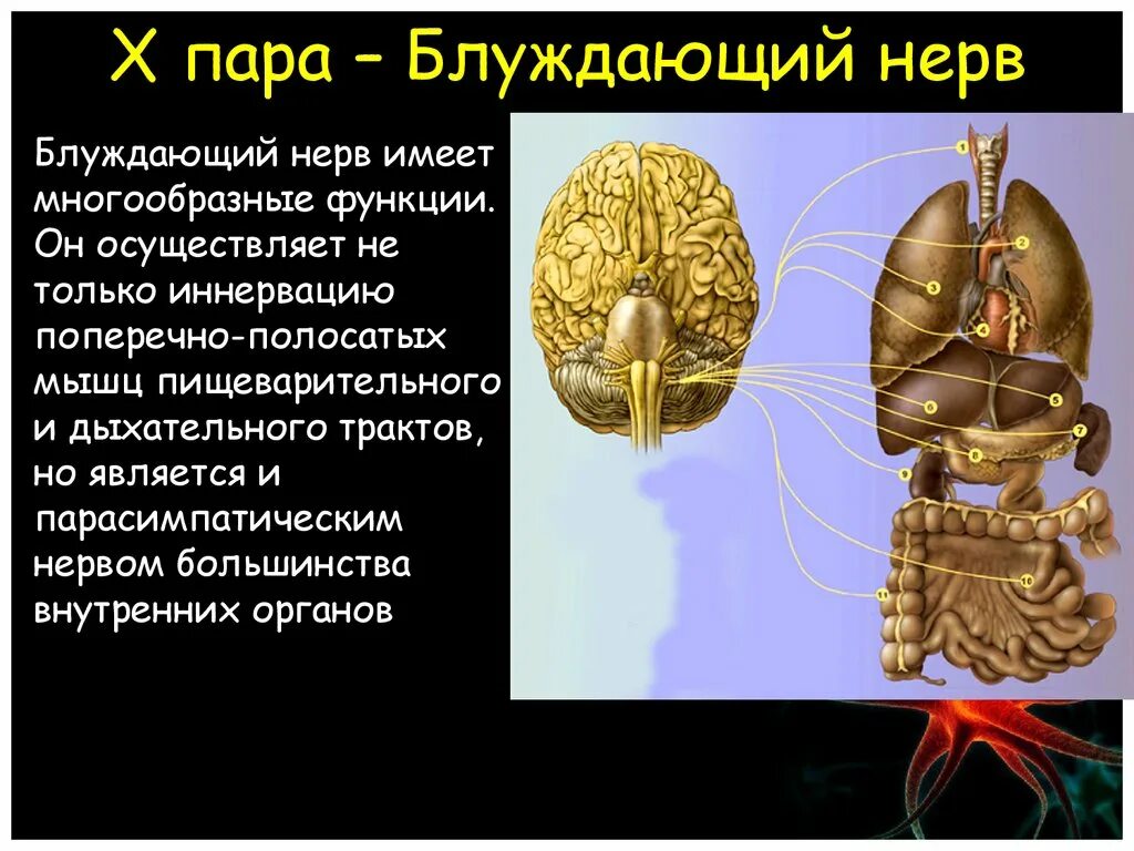 Левый блуждающий нерв. 10 Пара черепных нервов анатомия. Что иннервирует 10 пара черепных нервов. 10 Пара блуждающий нерв. 10 Пара блуждающий нерв иннервирует.