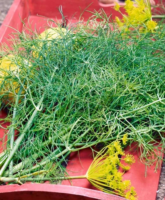 Укроп гринсливз. Укроп 4 кг. 100 грамм укропа. Укроп свежий. Укроп сорт кибрай.