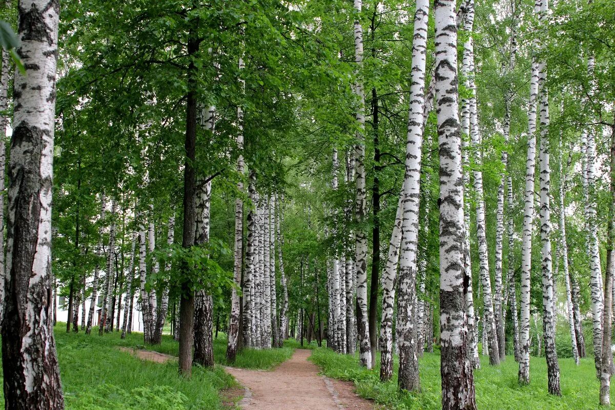 Березовый лес фото. Березовая роща тамбов. леса березки курск. тропа в березовой роще. березовая роща башкирия.