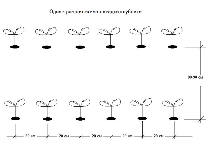 Схема посадки сорта. Схема посадки ремонтантной клубники в открытом грунте. клубника схема посадки двухстрочная. схема посадки клубники двухстрочный. клубника схема посадки в открытый грунт.