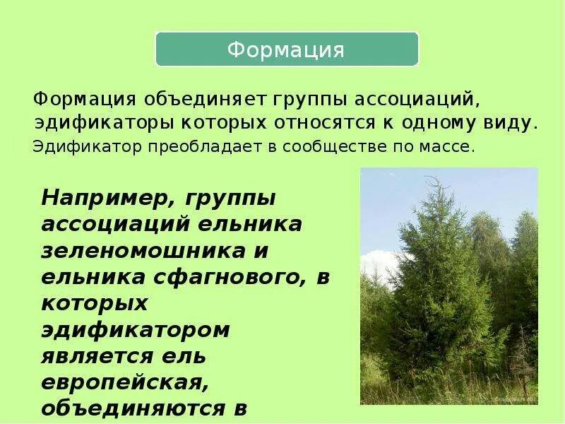 Мозаичное строение сообщества обусловлено. Мозаичное строение сообщества обусловлено