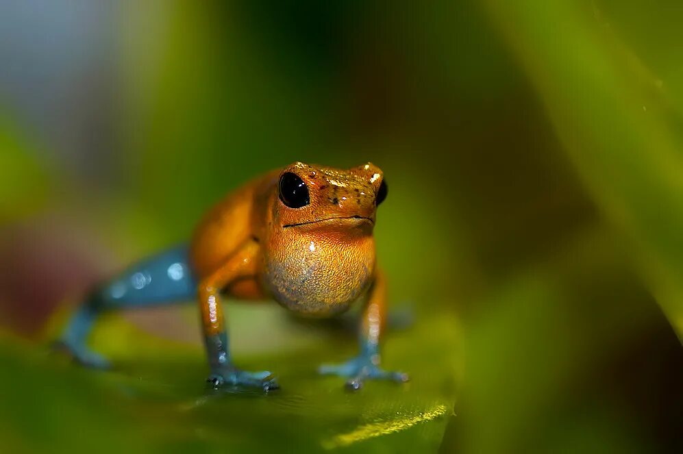 Elephant frog. Маленький древолаз. Желтый древолаз. Птица лягушка. Птицы амфибии.