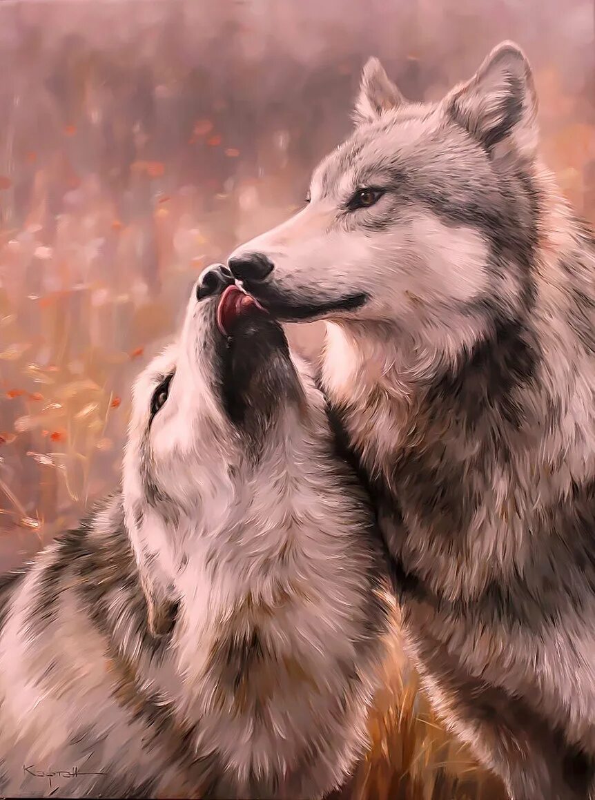 Полюбить волка. Волки пара. Волк и волчица любовь. Пара Волков. Волки любовь.