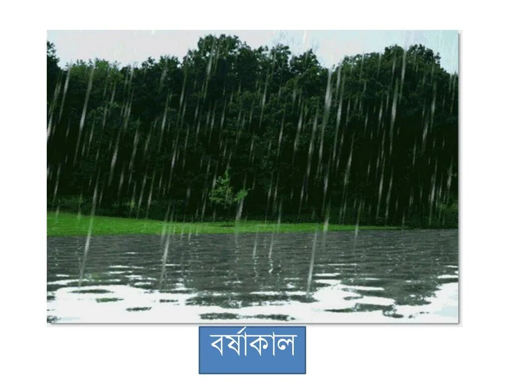 ливень. идет дождь. пальма плачет на дождь. продолжительные ливни. A lot of time.