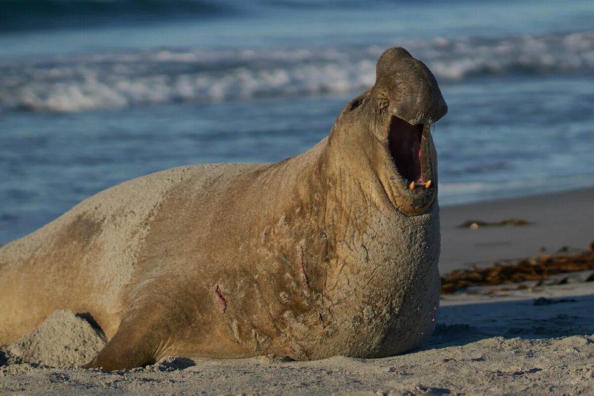Southern elephant seal. Морской слон английский. Морской слон. Тюлень южный морской слон. Морской слон фото.