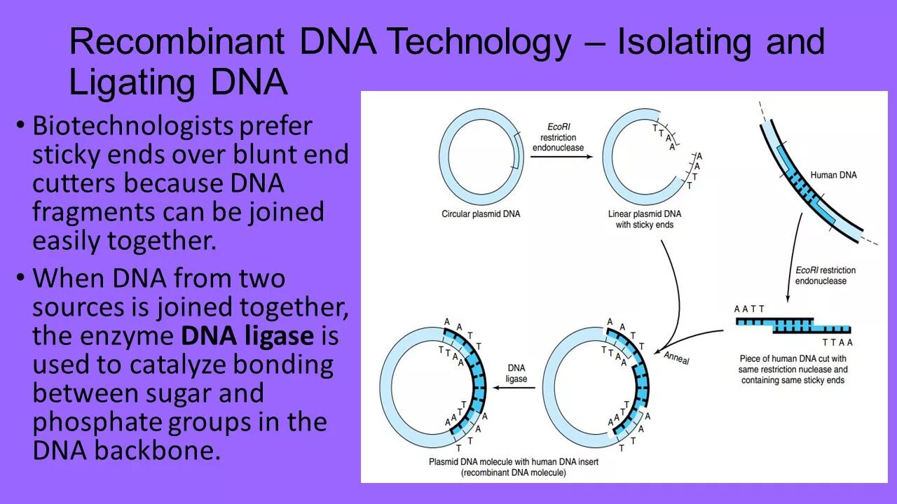 Плазмиды биотехнология. Recombinant DNA Technology. Plasmid DNA. Плазмида ДНК. Recombinant DNA olish.