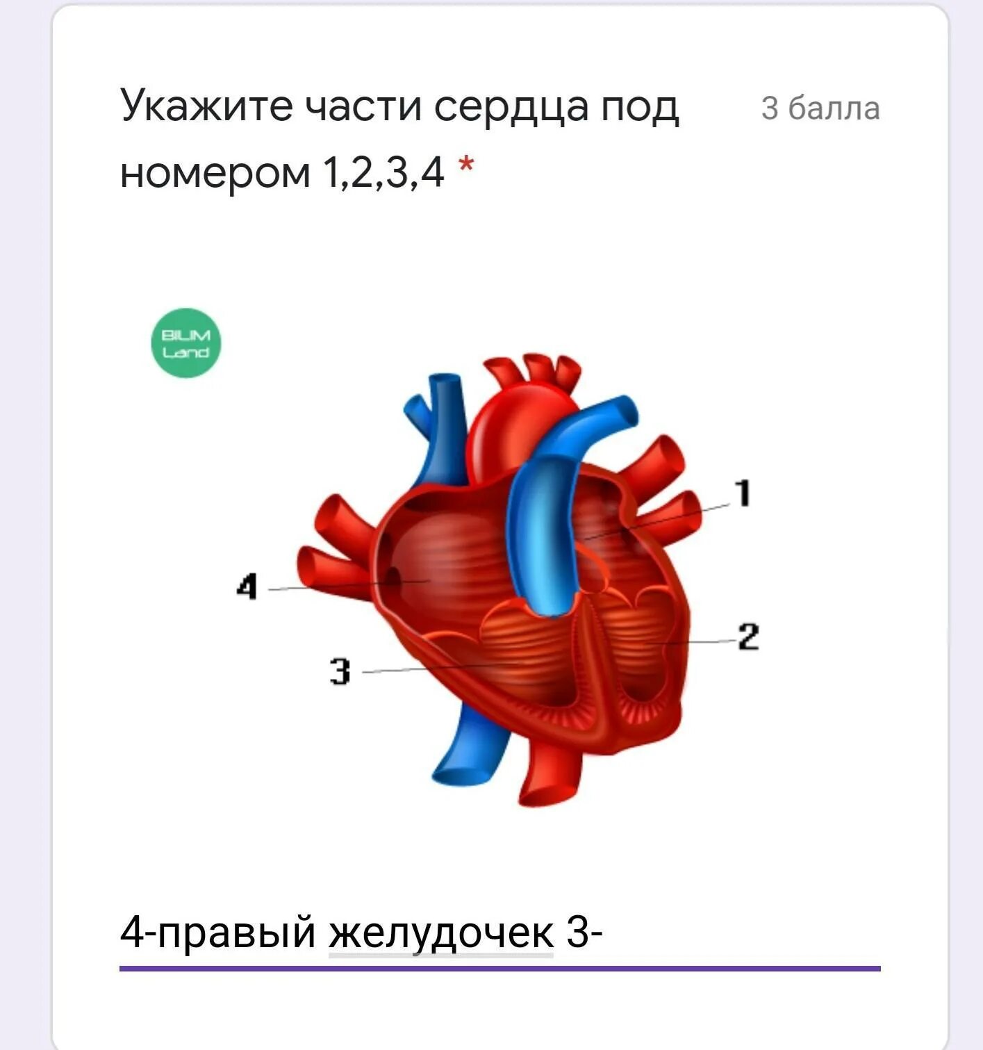 Название крови в правой части сердца. Части сердца. Строение сердца человека. Сердце на две части. Сердце по частям.