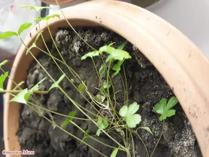 Петрушка корневая через рассаду