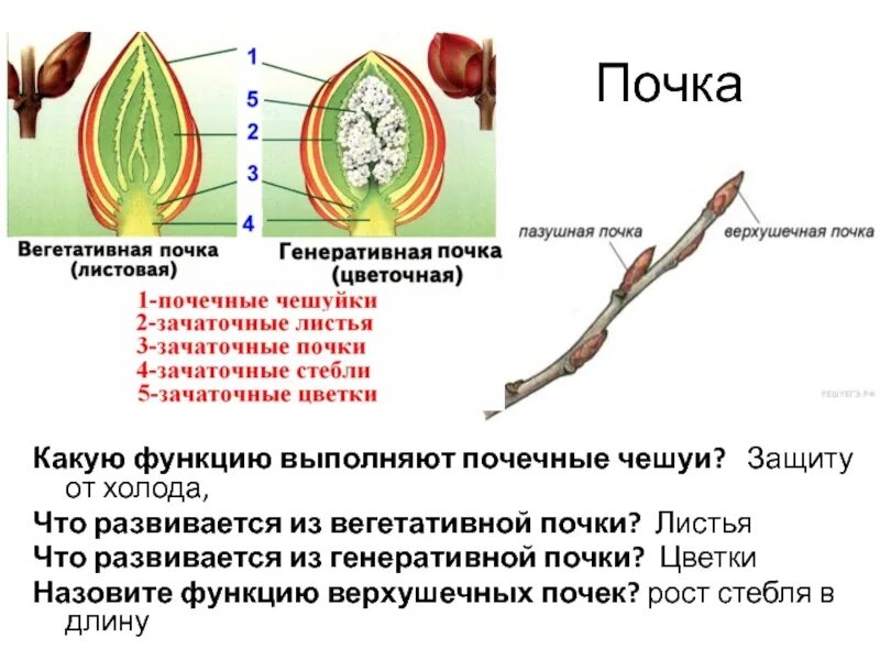 Зачаточное состояние. Строение почки,почечная чешуя. Строение почки растительной почки. Почка строение и функции растения. Функции почек верхушечная почка.