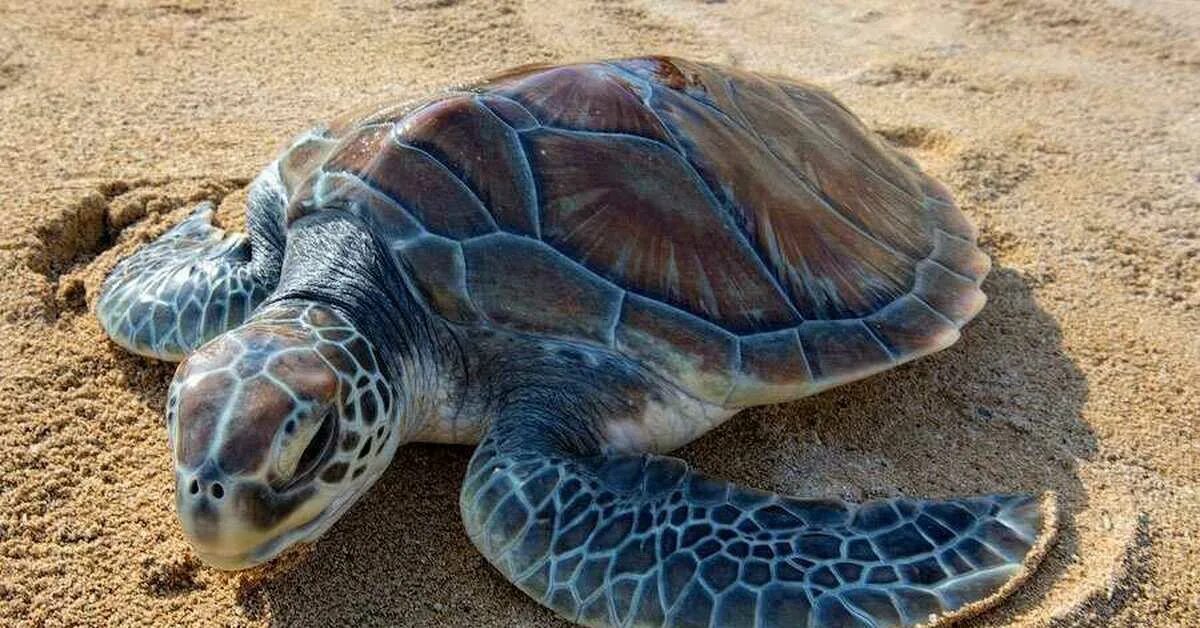 Морская черепаха и Черепашата. Зеленая (суповая морская черепаха). Зеленая морская Черепашата. Суповая черепаха панцирь. Картинка морская черепаха