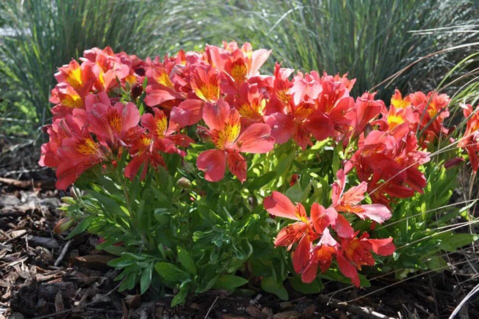 альстромерия венус. альстромерия выращивание. родина альстромерии. семена альстромерии. альстромерия alstroemeria majestic henri.