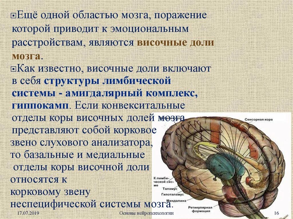 Локальные поражения мозга. Конвекситальные отделы коры. Нарушение эмоций при локальных поражениях мозга. Конвекситальные отделы головного мозга.