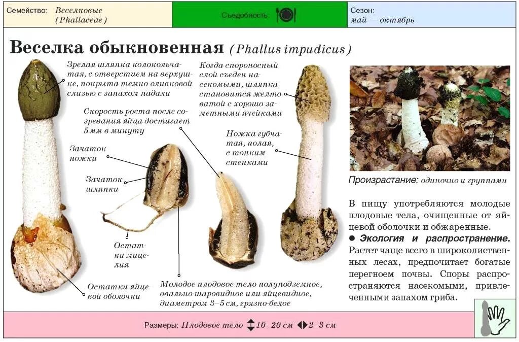 Гриб веселка польза