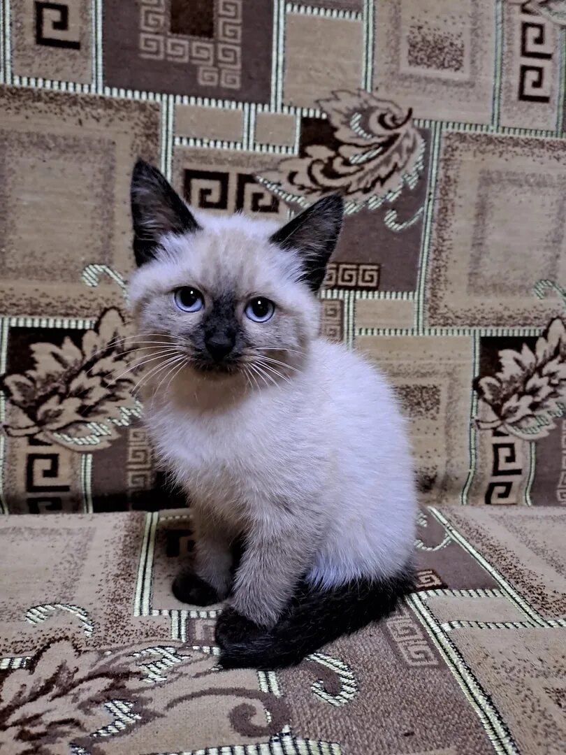 Сиамский кот в хорошие руки. Отдам сиамского котенка. Отдам в добрые руки сиамскую кошечку. Отдам сиамского котенка. Сиамские коты.