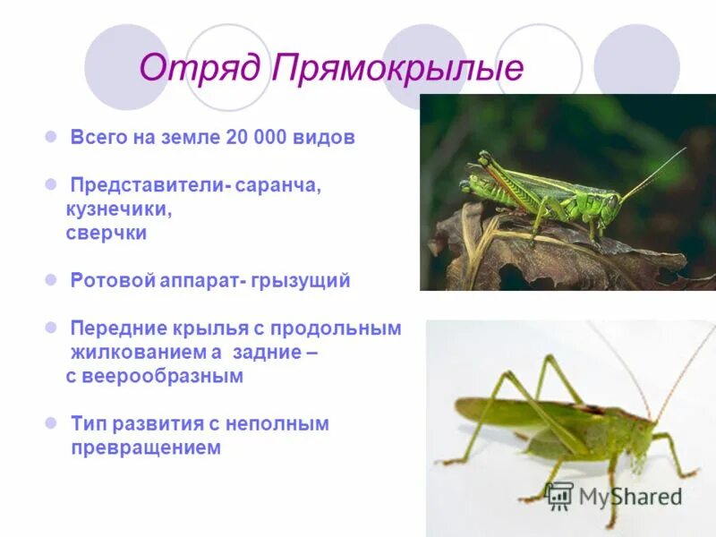Отряд прямокрылые тип ротового аппарата. Прямокрылые тип превращения. отряд прямокрылые крылья. отряд прямокрылые среда обитания. отряд прямокрылые саранча.