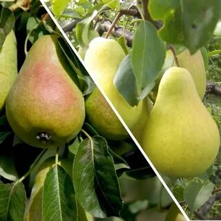 Груша чижовская уход