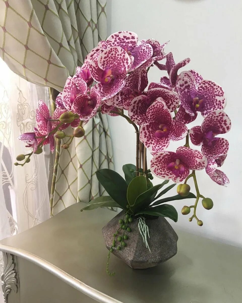 Victoria orchid