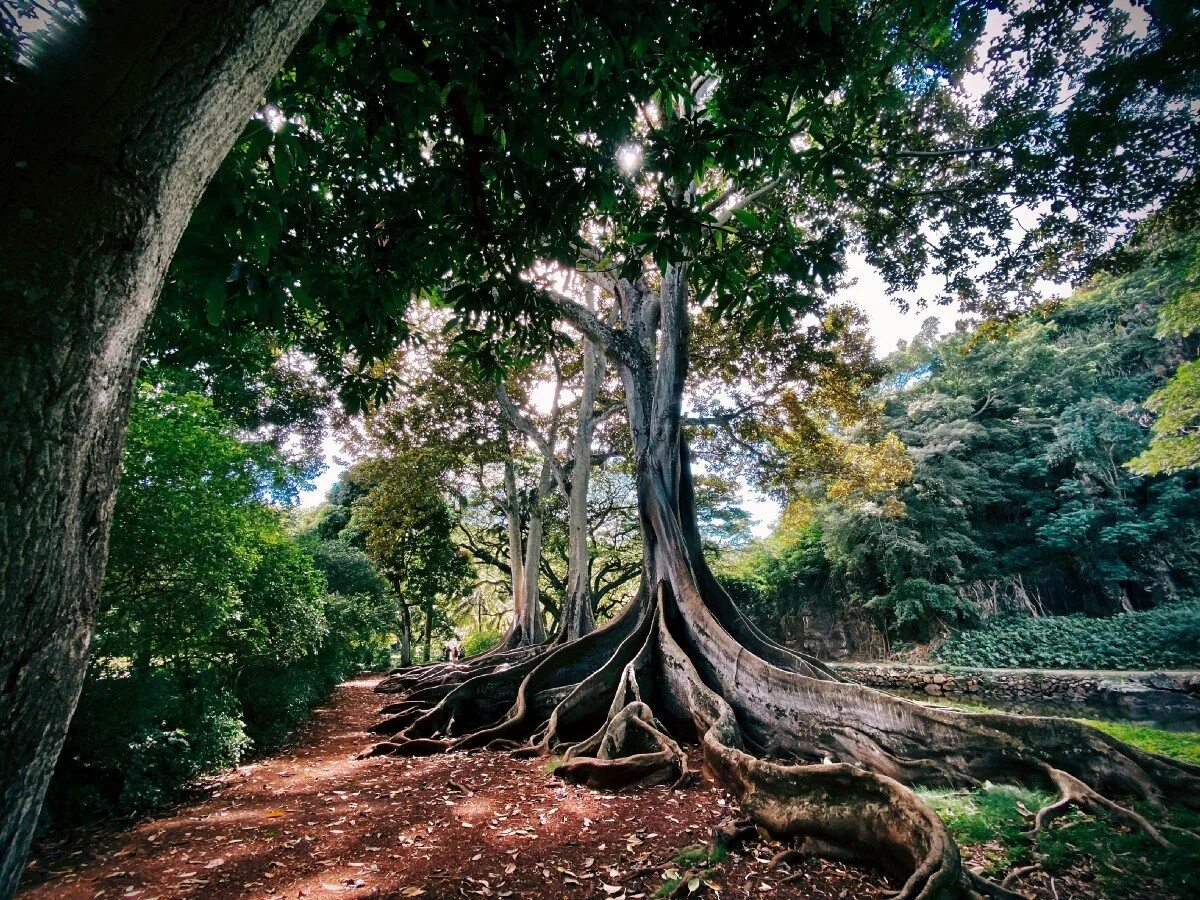 Могучие стволы. Баньян дерево Вьетнам. Баньян корни. Эбеновое дерево Коста Рика. Нанму дерево.